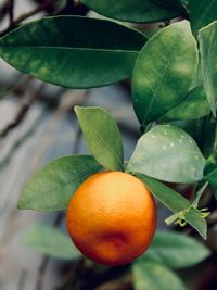 Close-up of mandarin fruit