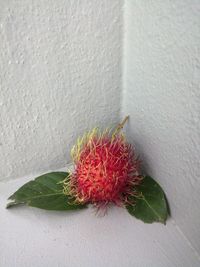 Close-up of strawberry growing against wall