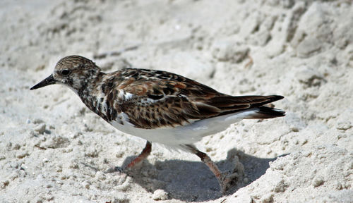 Close-up of bird on sand