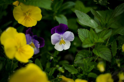 Close-up of purple flowering plants