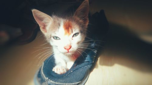 Close-up portrait of a cat