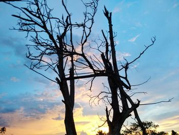 Low angle view of bare tree against sky