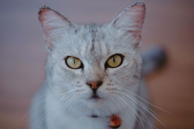 Close-up portrait of cat