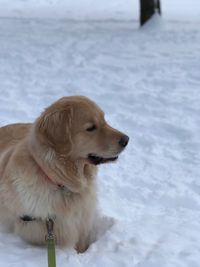 Close-up of dog on snow