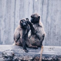Monkeys sitting on wood at zoo
