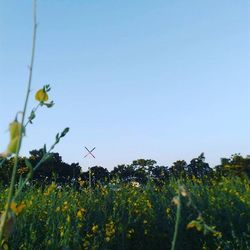 Plants growing on field against clear sky