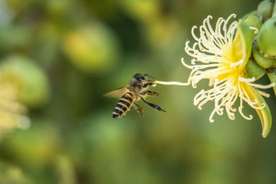 Close-up of bee pollinating on flower