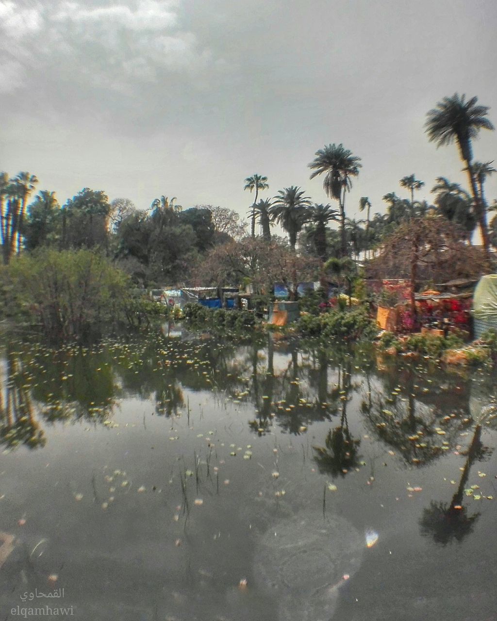 reflection, tree, palm tree, water, sky, day, mode of transport, transportation, waterfront, outdoors, nature, nautical vessel, lake, no people