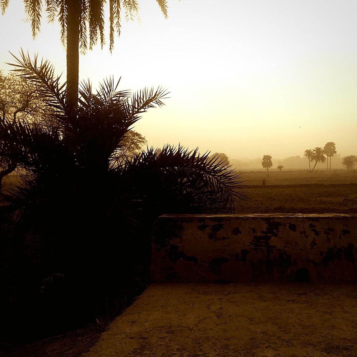 tree, palm tree, nature, growth, beauty in nature, tranquil scene, tranquility, sky, outdoors, no people, scenics, landscape, clear sky, sunset, day, grass, water