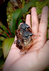 Cropped hand holding bird