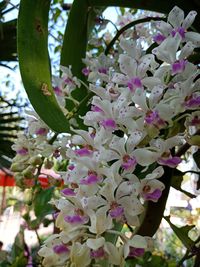 Low angle view of pink flowers on tree