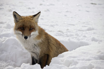 Red fok in the snow