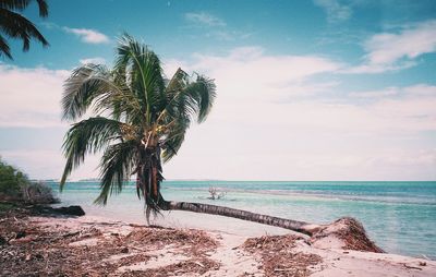 Fallen palm tree at sea shore against sky