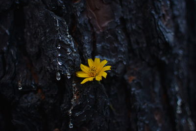 Close-up of yellow flower on tree trunk