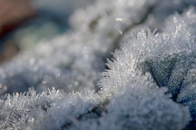 Close-up of frozen plants