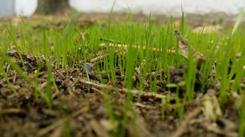 Close-up of grass