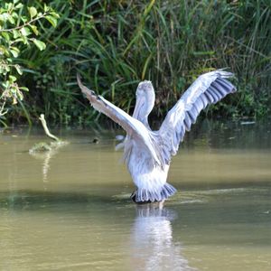 High angle view of gray heron flying over lake