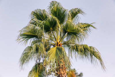 Low angle view of palm tree against clear sky