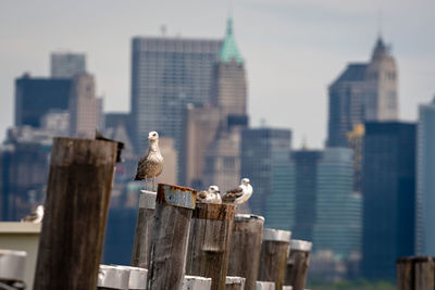 Seagull perching on wooden post against buildings in city