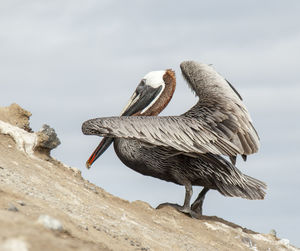 Low angle view of bird perching on rock