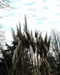 Low angle view of stalks in field against sky