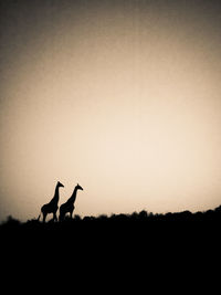 Silhouette horse against clear sky during sunset