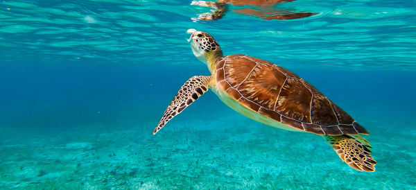 Turtle swimming in sea