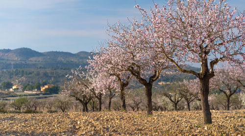 Cherry blossoms on field against sky