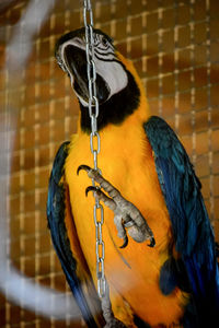 Close-up of a bird