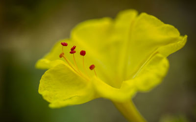 Close-up of yellow flower