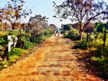 Footpath leading towards trees