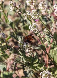 Close-up of butterfly pollinating on flower