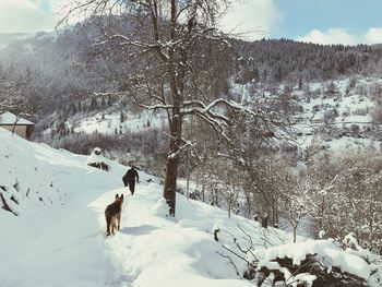 View of dog on snow covered land