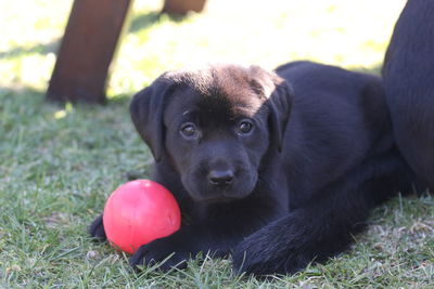 Portrait of puppy sitting on grass