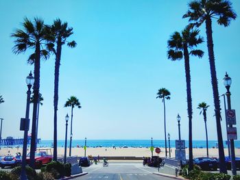 Palm trees on beach