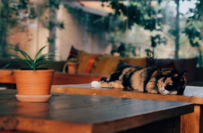 Cat sleeping on table