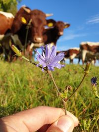 Close-up of hand holding purple flowering plant