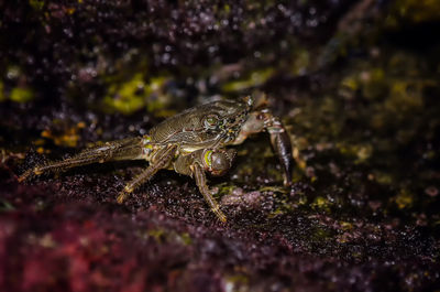 Close-up of spider on rock