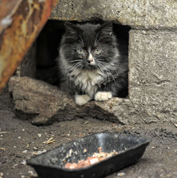 Portrait of cat drinking water