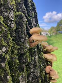 Close-up of hand holding mushrooms growing on tree trunk