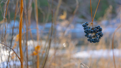 Wild berries on riverbank