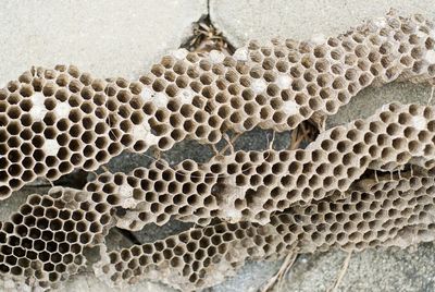 Close-up of honeycomb on wall