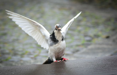 Close-up of seagull flying