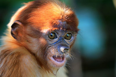 Close-up of young monkey looking away