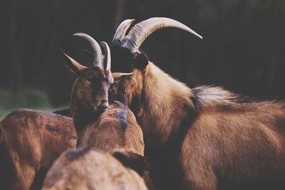 Brown goats standing outdoors