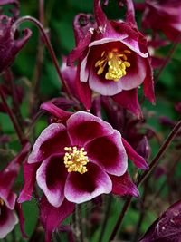 Close-up of flowers blooming outdoors