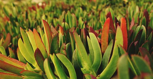 Full frame shot of green leaves