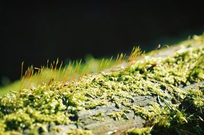 Moss growing on tree trunk