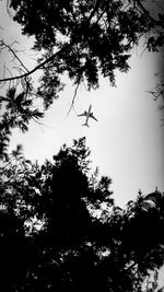 Low angle view of trees against sky
