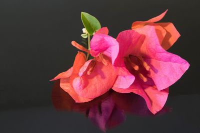 Close-up of pink flowers blooming outdoors